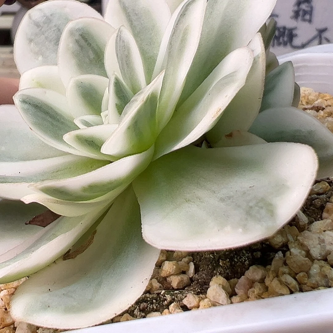 山地玫瑰锦冬雪958号