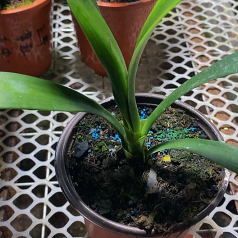 【闪购商品】陌**景君子兰