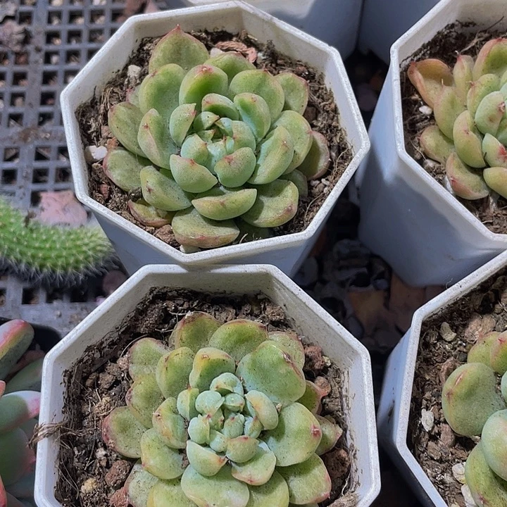 冰天使锦带盆土土