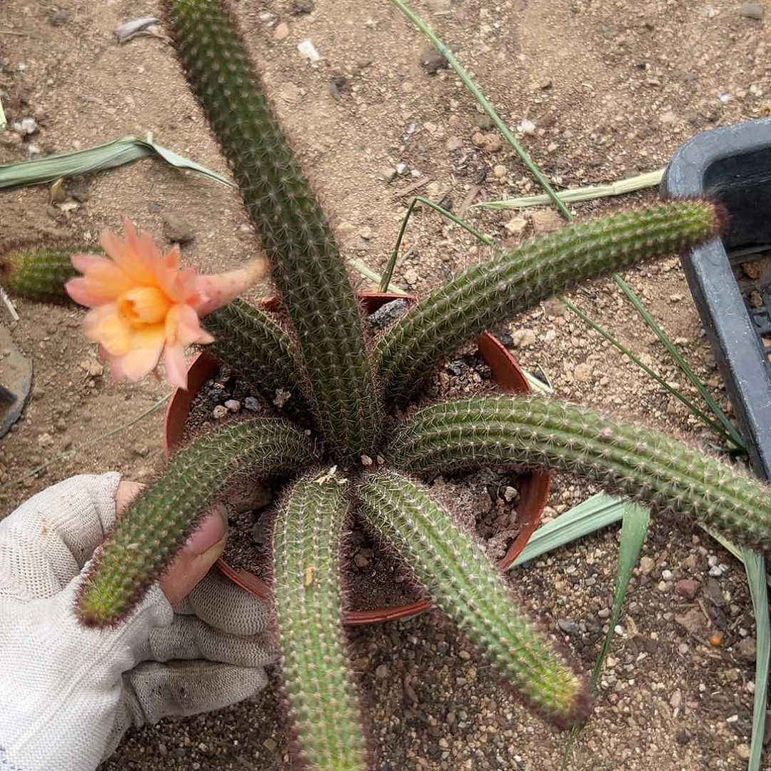 DVD了呃呃呃呃呃呃呃呃呃呃呃呃呃