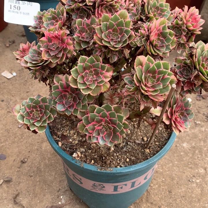 150黑膜锦多肉植物特价