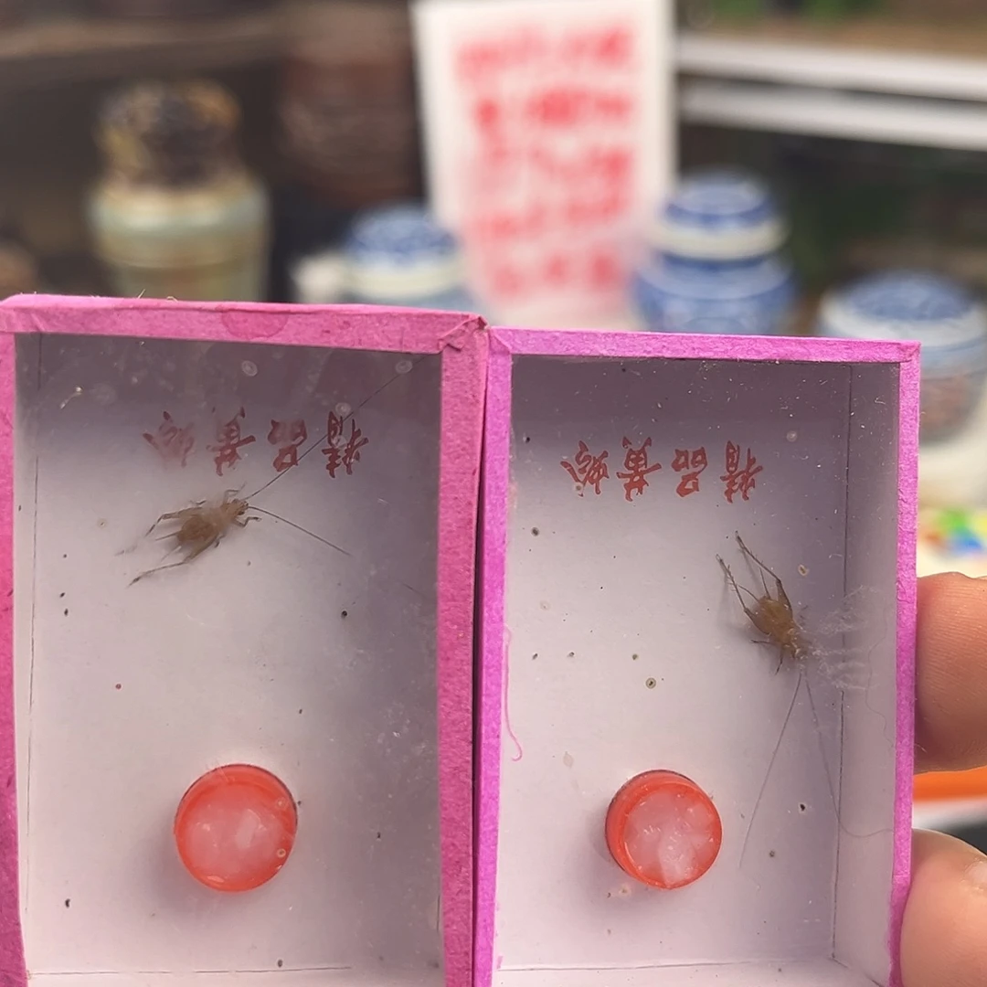 两条长须中黄蛉拍拍拍