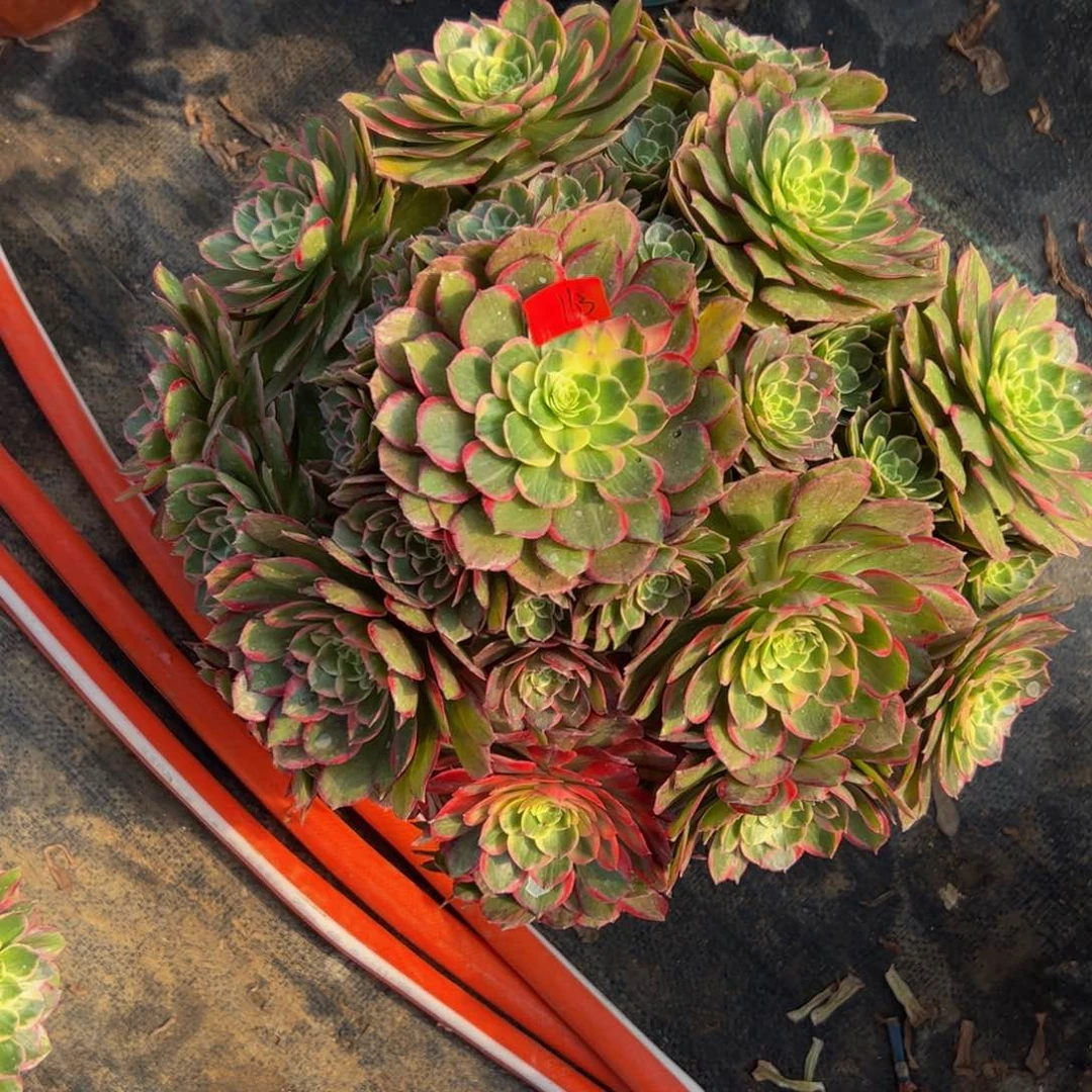 163炖肉植物发货粉花妖