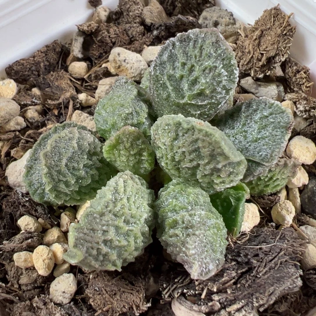 w大鱼海棠多肉植物水泡