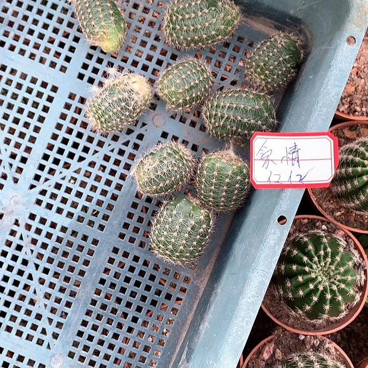 无花朵无根仔仔 爱情