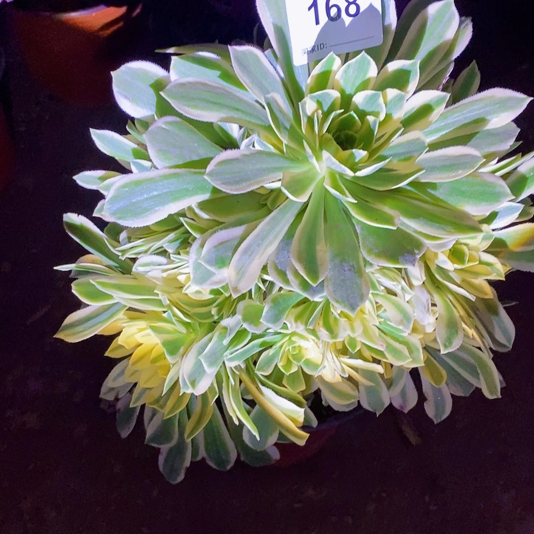 168号碧玉多肉植物