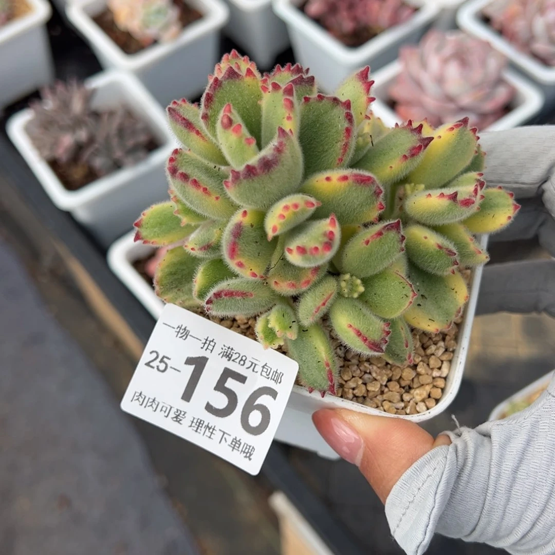 白熊多肉多肉多肉多