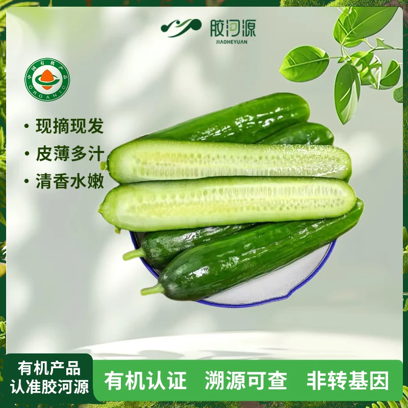 胶河源新鲜水果黄瓜生吃清脆爽口有机小黄瓜