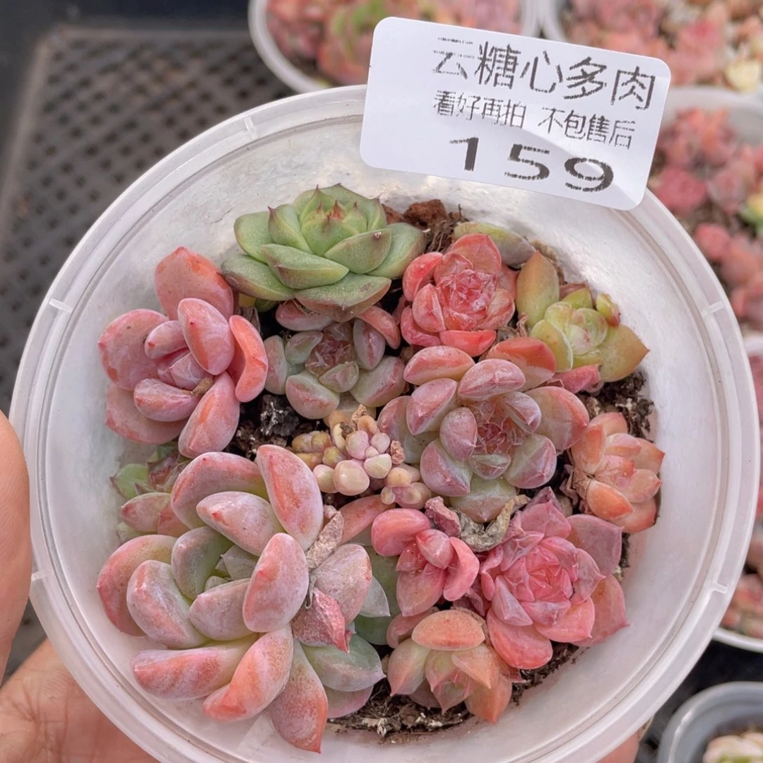 云糖心多肉植物159