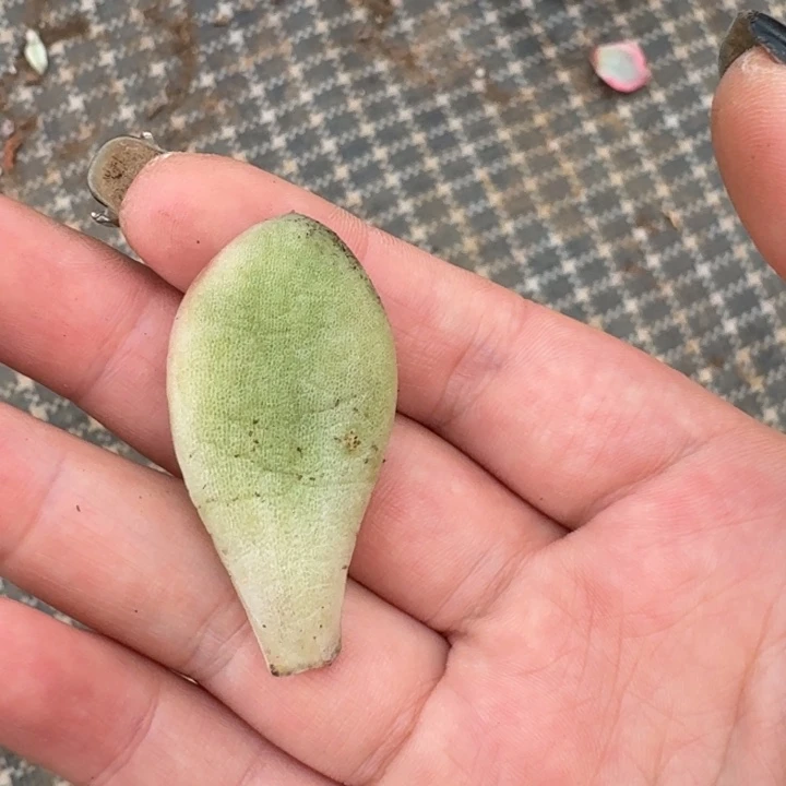 奶酪一物一拍好看