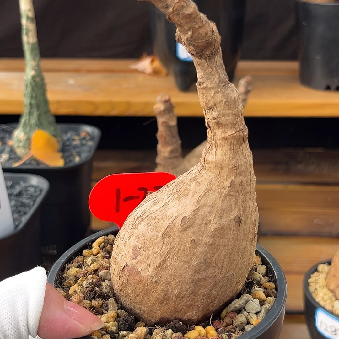 汤圆植物奇艺油柑1-22