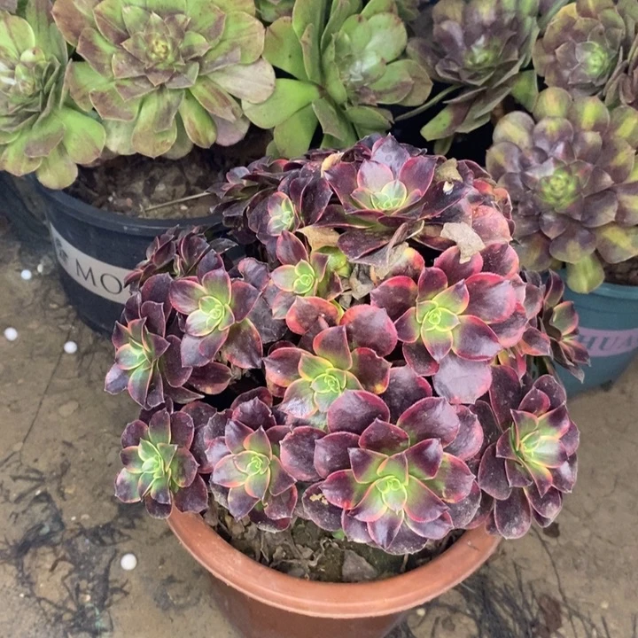 金丝雀多肉植物10