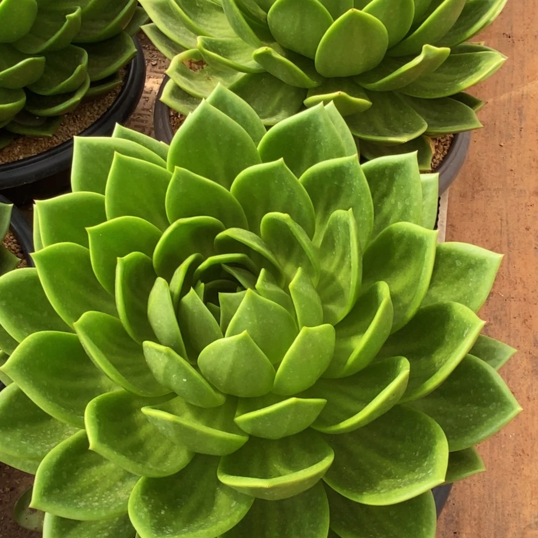 玉***山福利特价母本翠花大的