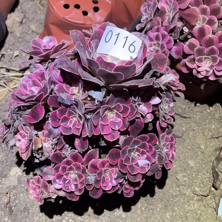 多肉植物法师116美杜莎