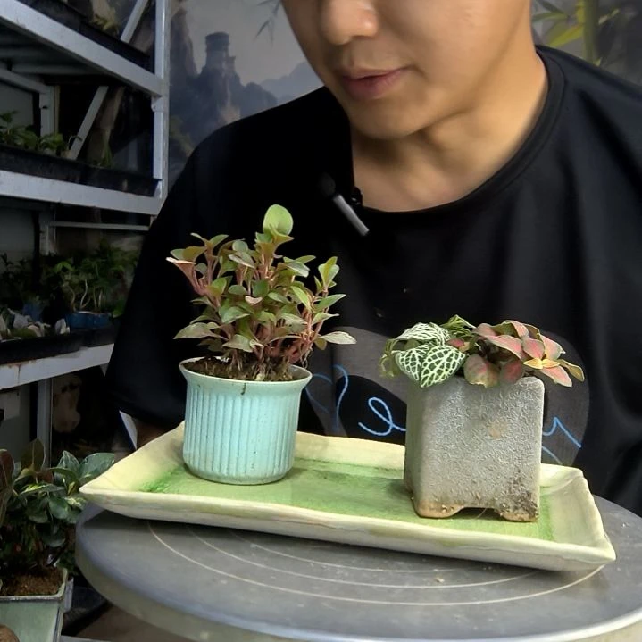 N**A中青园艺一物一拍26