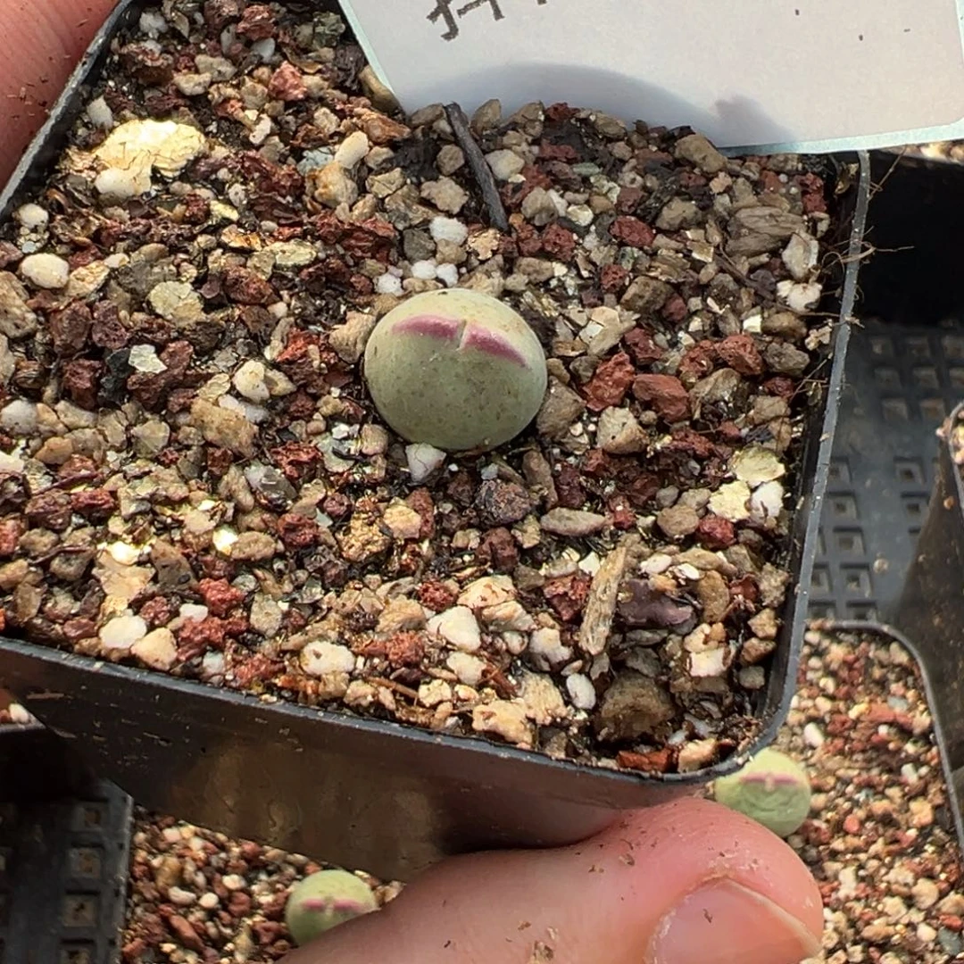 12-187肉锥多肉植物，