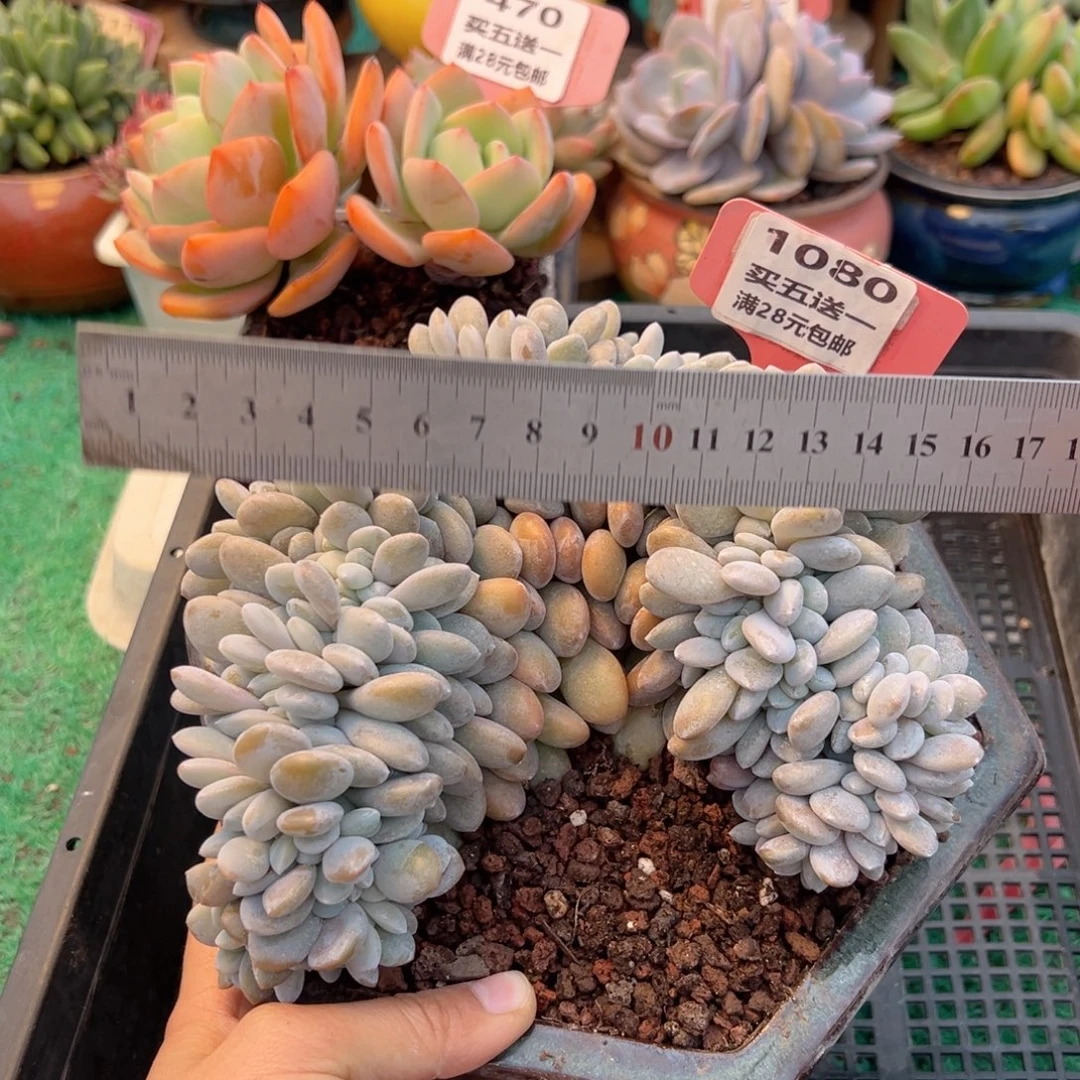 表妹精品多肉植物1080.