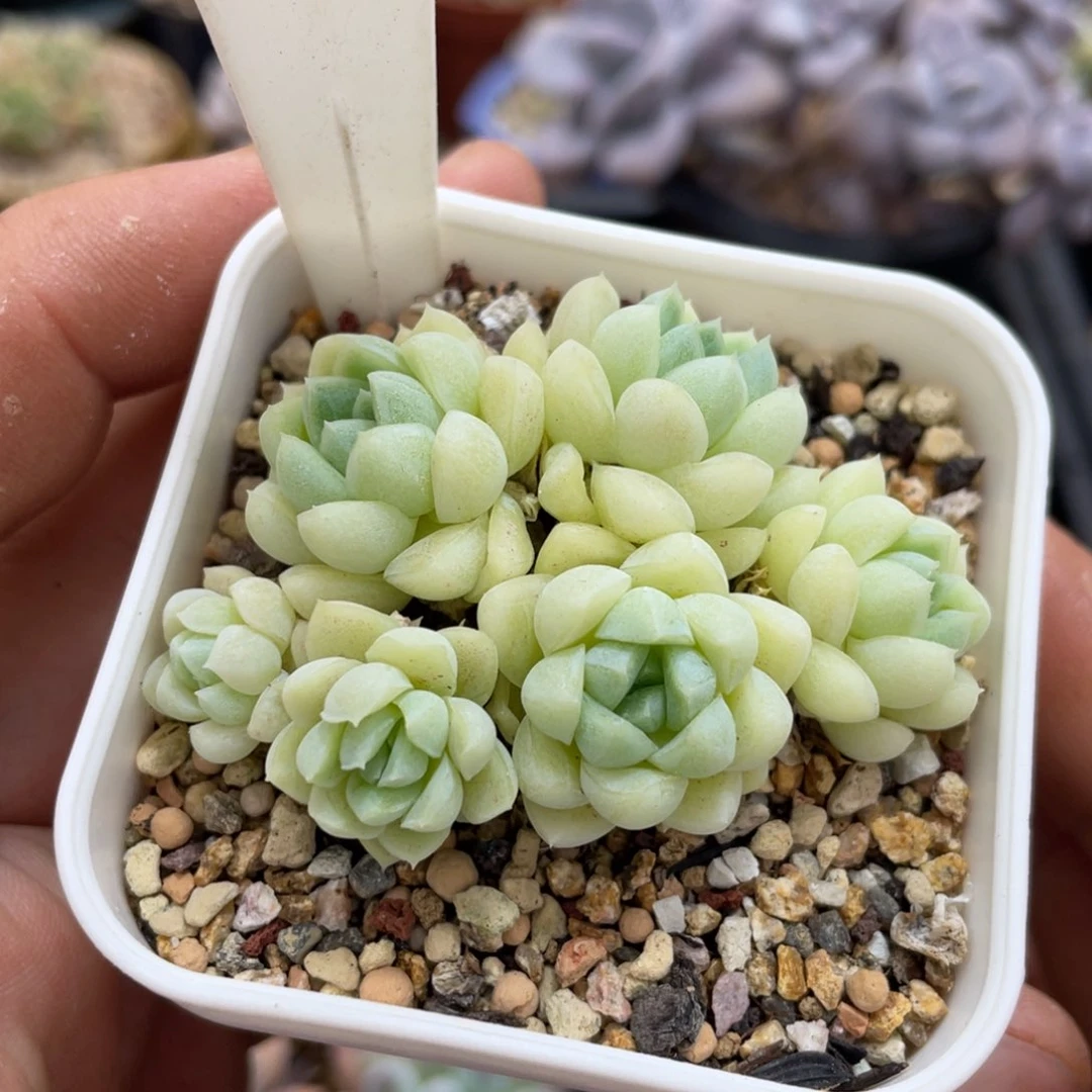 356厚叶月影不带盆6厘米