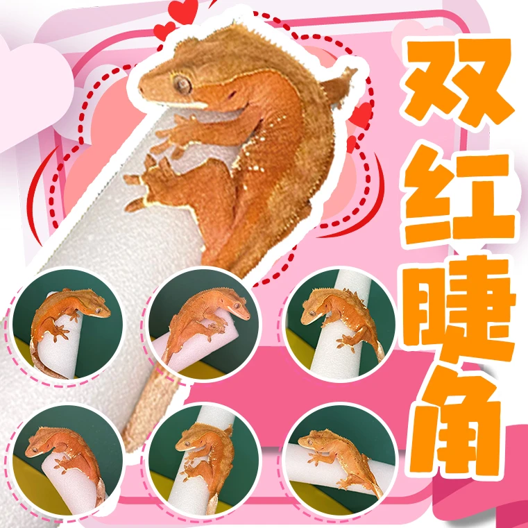 【养爬姑娘】双红睫角守宫蜥蜴活体守宫