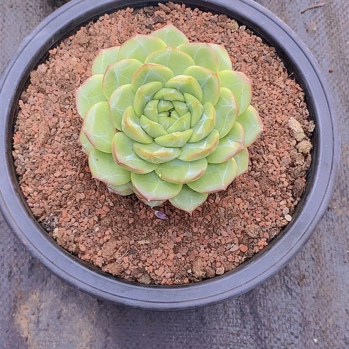 大***狮杂交多肉植物老桩