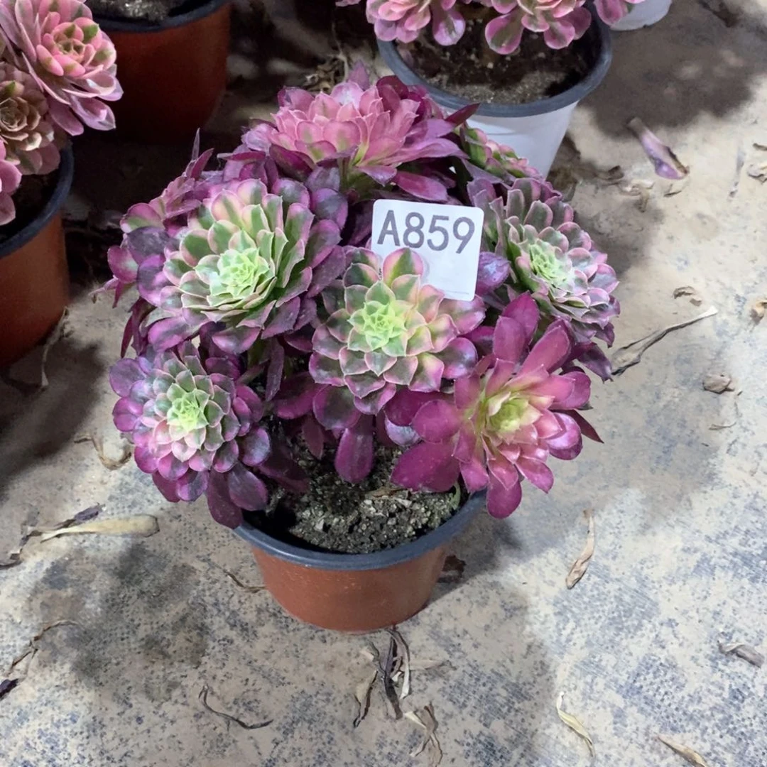 嫩桩天合859多肉法师植物