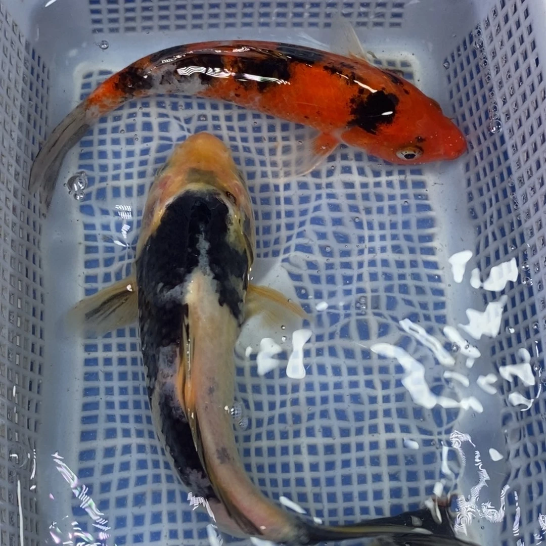 锦鲤冷水锦鲤包邮