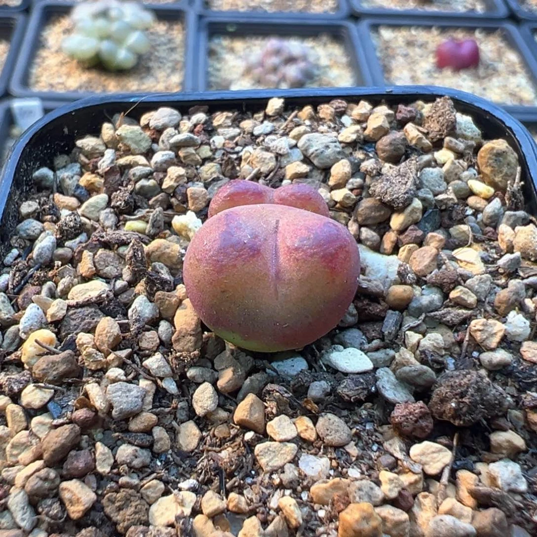 12-122   吕杂一棵