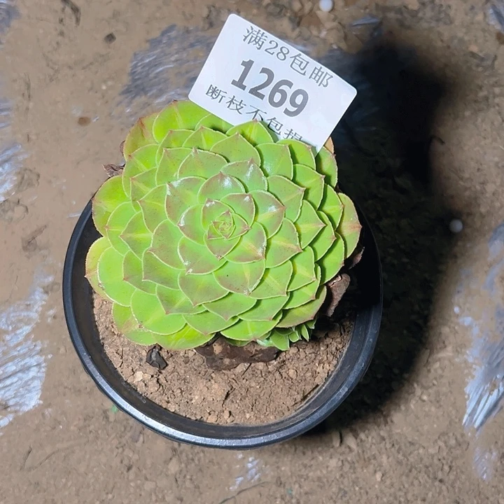 情***浅1269抹茶多肉植物保护