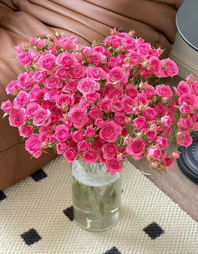 婵之语花咖 婵之语优选苏菲宝贝多头玫瑰