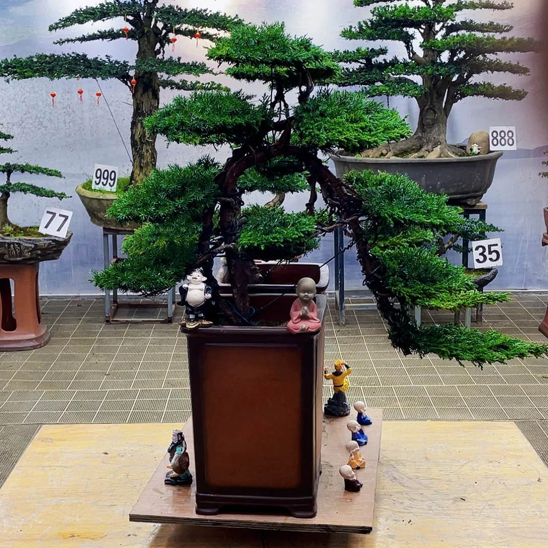 盆景盆景龙爪松盆景