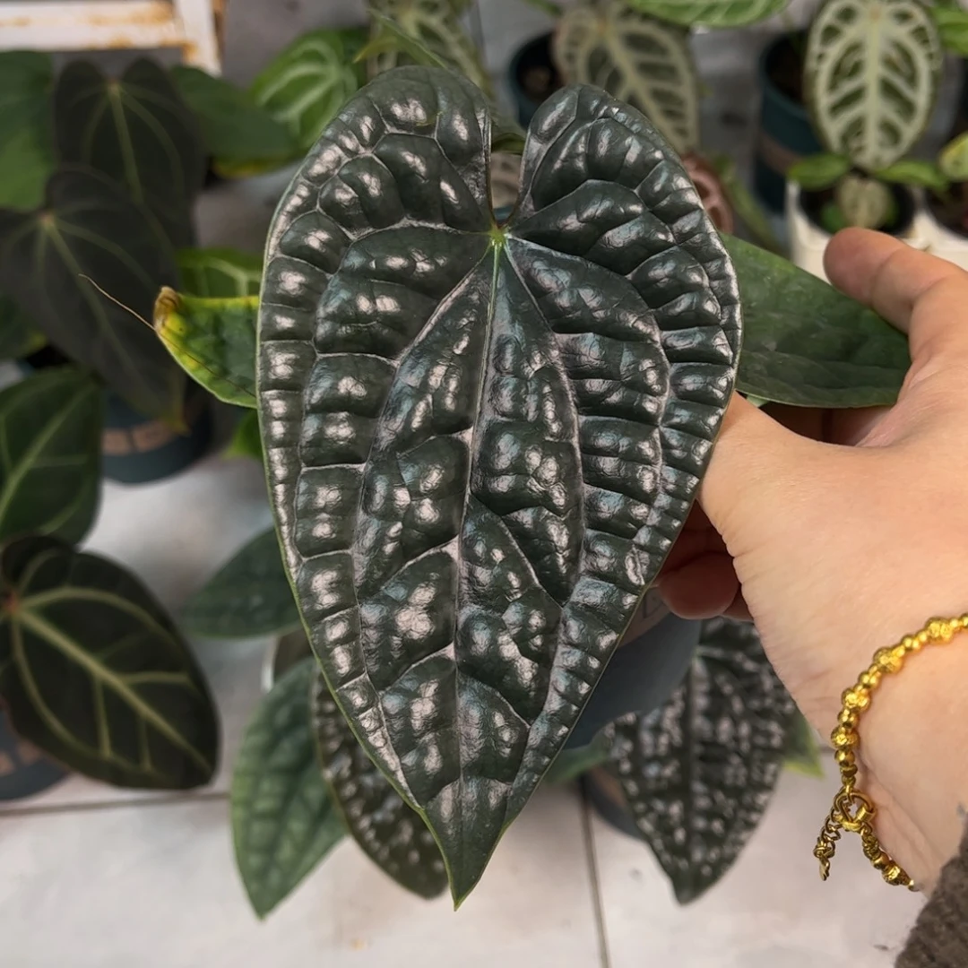 无花朵040 优选奢华