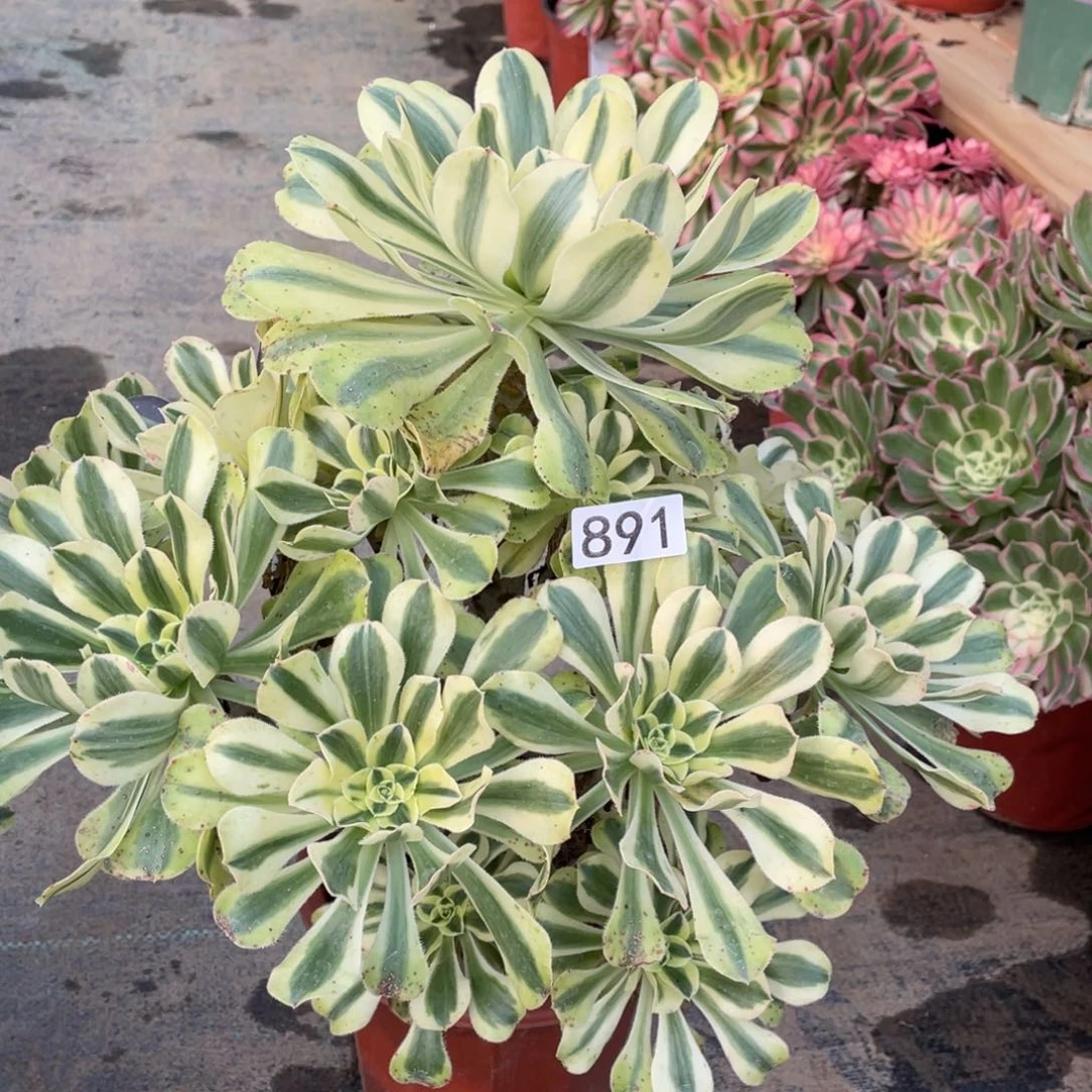 保时捷多肉植物老桩