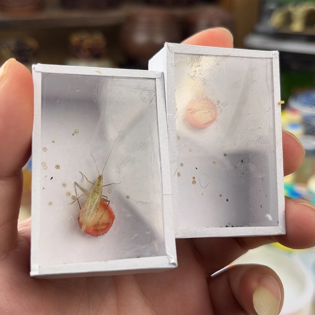 四条断须柬埔寨竹蛉