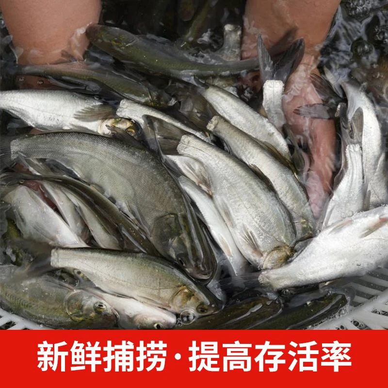 白鲢净化水质 水族活体鱼