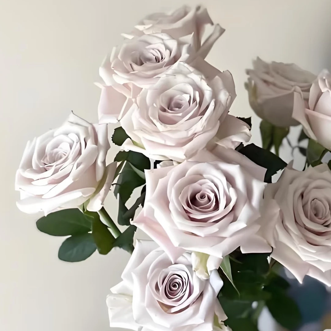 【秋季特惠】曼塔灌木月季