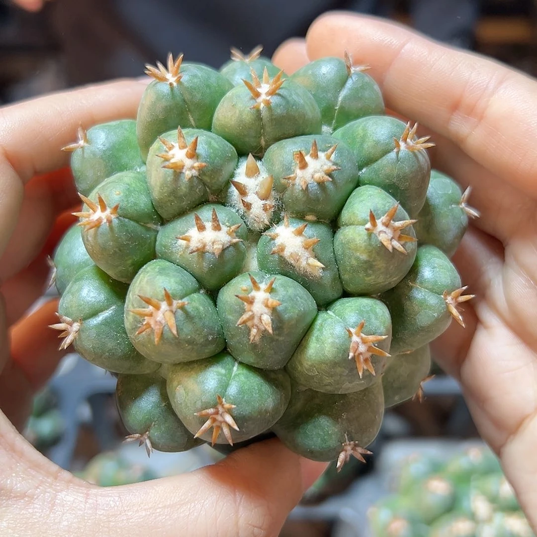 自根短豪刺獠牙7公分