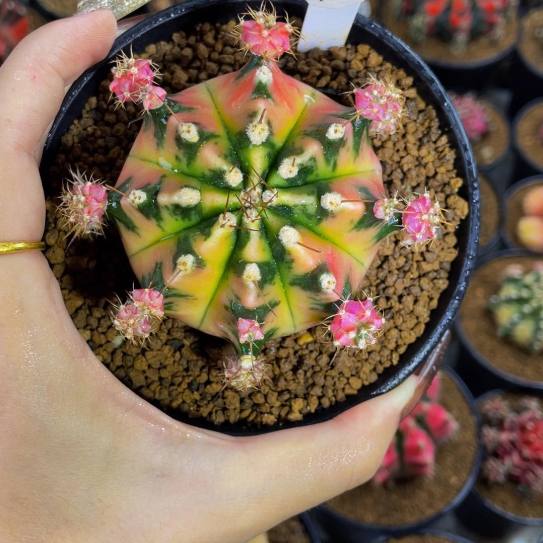 出侧芽000000000288