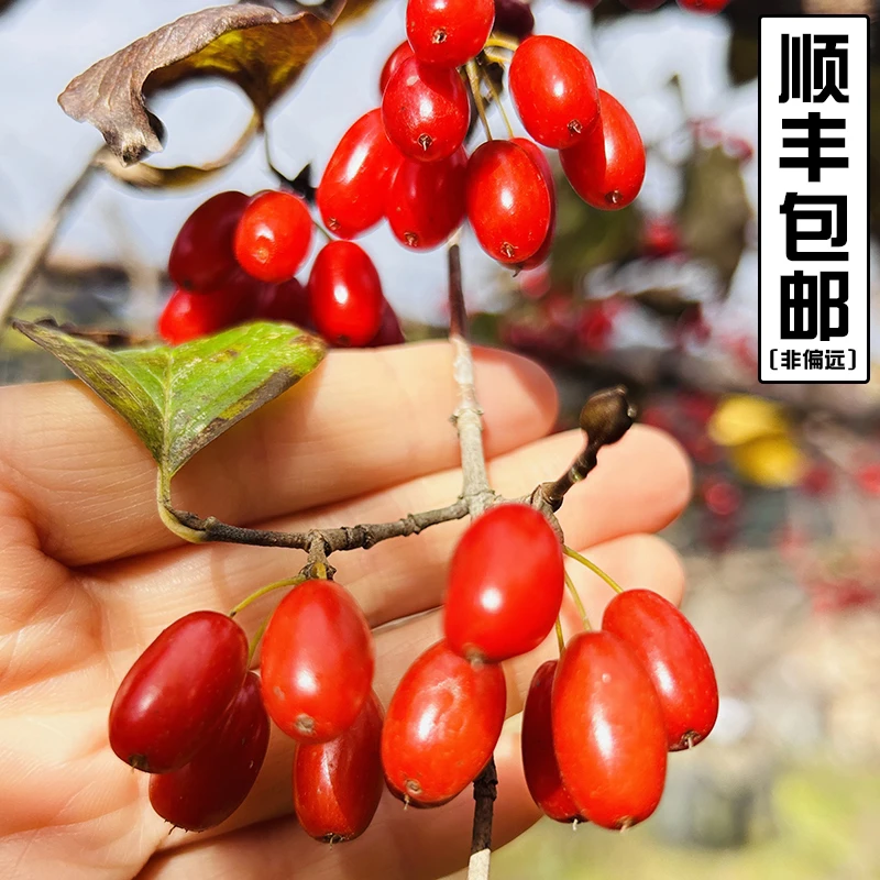 秦岭山茱萸新干货无核枣皮深山去核蜀枣纯肉山萸肉泡水喝送冰糖