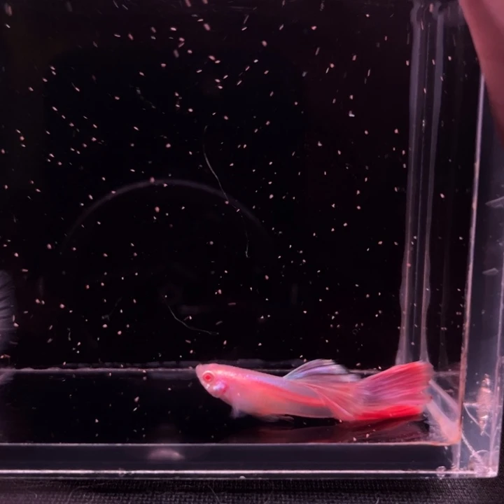 海水鱼墨子白皙1对