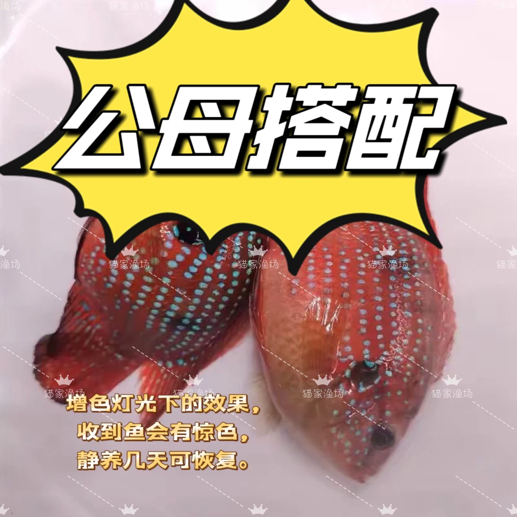 红宝石鱼活体血钻观赏鱼招财宠物鱼淡水饲养