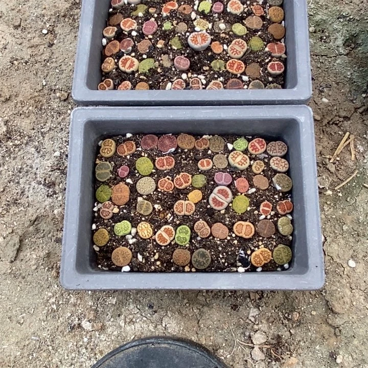 华***姐生石花等植物的生长换2盆867