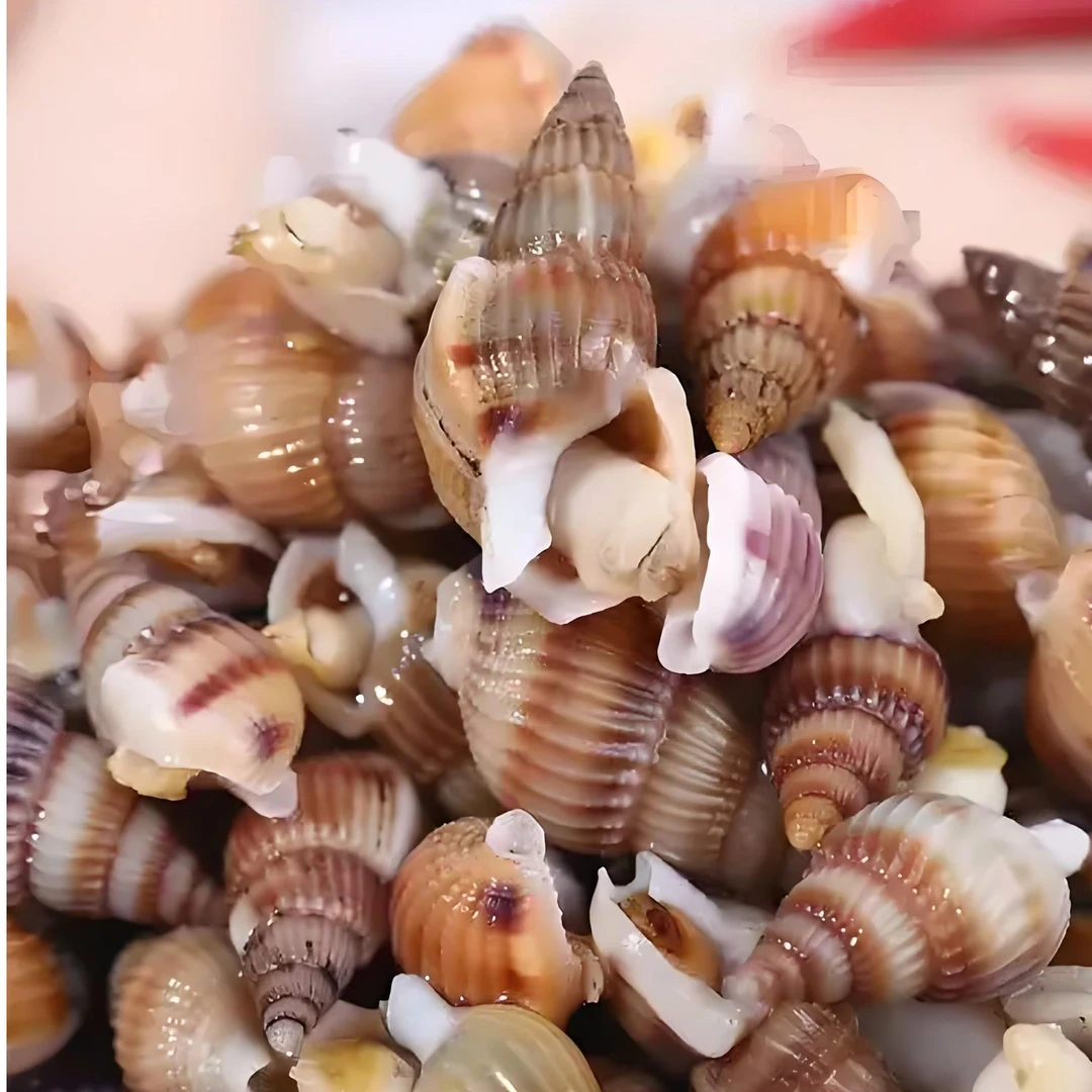 1号中号（470-560粒每斤）丹东东港海螺丝海锥海瓜子包肥包活