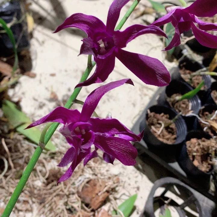 完全开放黑孔雀大小2苗裸根发，花叶不包损