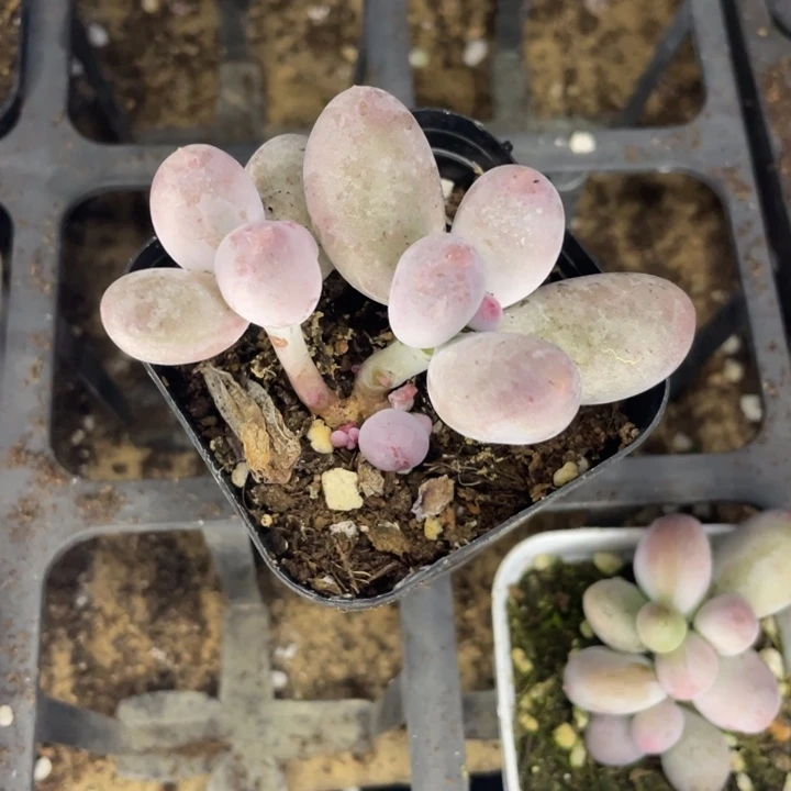 一物一拍满18包邮