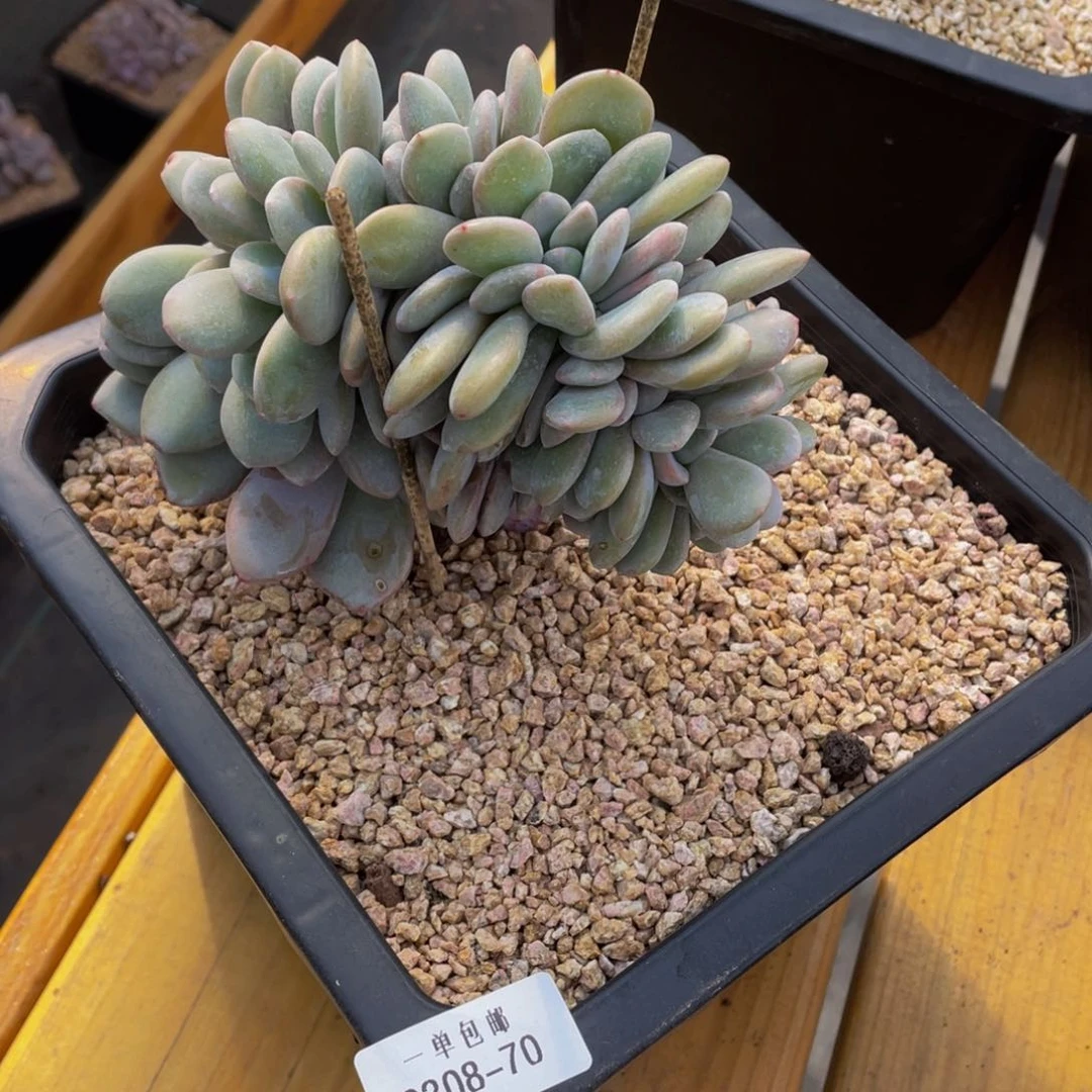 茉**凝0308-70-粉兔缀化。。。。。。