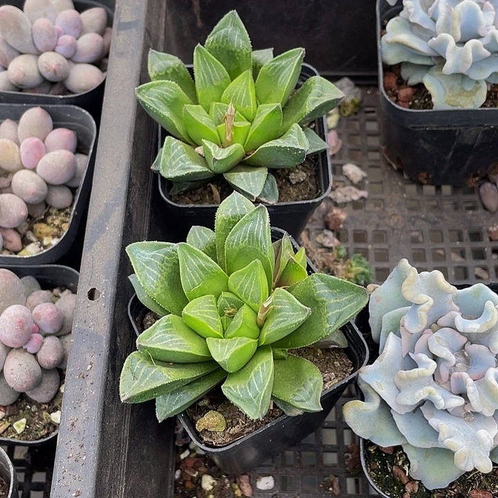 姬寿2.8带盆土发货