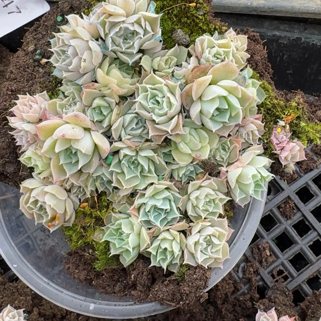 万宝路切糕量拍28-155