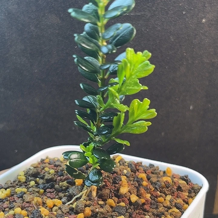 老***壶无花朵凤米黄杨一物一拍