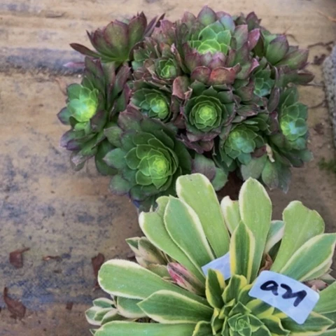 海*绿羊绒锦 绿体万圣节多肉21多肉