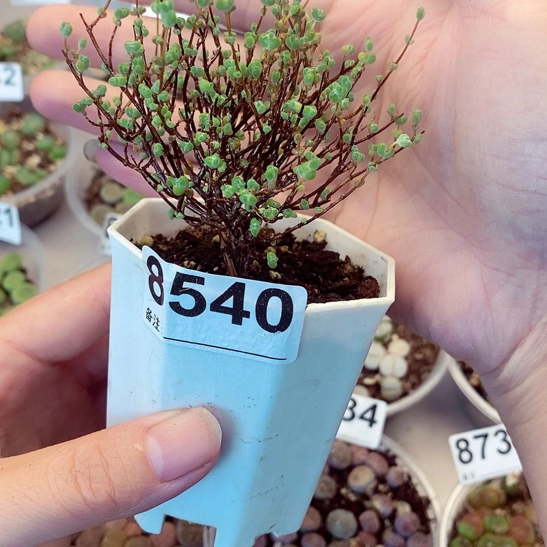 8540莱斯啦啦啦咯